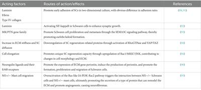 Interactions between Schwann cell and extracellular matrix in peripheral nerve regeneration